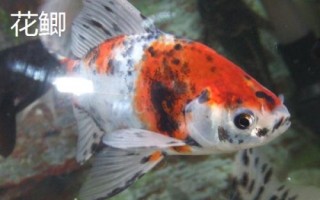 哪些小型鱼适合新手饲养，孔雀鱼和鹦鹉鱼均可选择