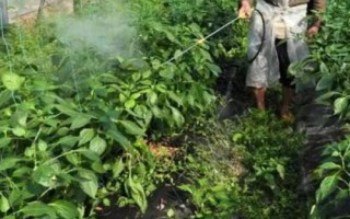 能不能把尿素当叶子菜的叶面肥用，可以当叶面肥但很少有人这样用