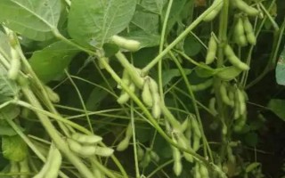 涡豆5号大豆品种简介，与对照品种（中豆20）相仿
