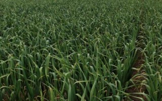 大蒜的产地在哪里，我国南北各地普遍都有栽培