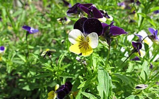 怎么给三色堇施肥，要薄肥多施