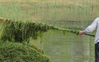 什么时候防治水稻二化螟效果好，通常为7月5日至7月20日