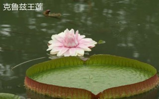 王莲有什么花语,具有王者风范、坚韧顽强等含义
