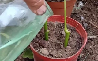 鸭掌木黑杆还能不能活,及时修剪掉腐烂的部位还能活