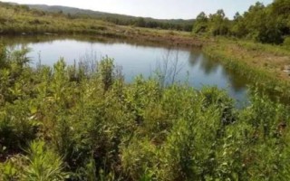 林蛙的养殖技术，卵孵化期要注意卫生环境