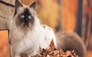 猫瘟初期的症状,病猫有精神萎靡、食欲不佳等表现