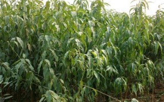 晚熟桃树苗品种推荐，以下几种具有发展潜力