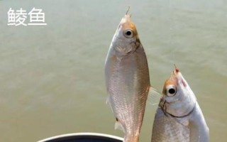 8号袖钩简介，钓鲫鱼等小鱼的首选钩型