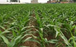 荟甜188玉米种简介，综合防治病虫害