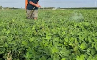 花生中后期常见的四种病害及防治方法，不同病害的防治方法不同