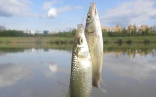 初春野钓鲫鱼的技巧，打窝时窝料首选酒米