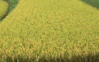 II优1681水稻种子特征特性,每亩大田用种量1.5公斤