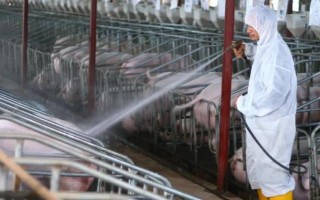 仔猪拉黄痢怎么处理，先对全窝的猪仔使用氯霉素等药物