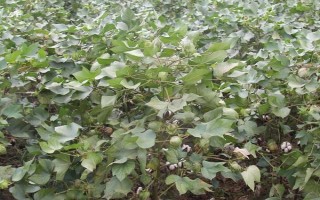皖棉37号棉花种子特点,每亩2300株左右
