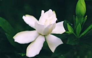栀子花叶子上有很多白点的原因,可能是蚜虫或者蚧壳虫导致等