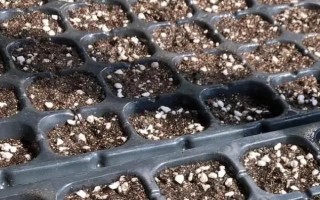 西兰花苗如何种植，在苗龄25-30天的时候即可种植