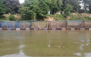 罗非鱼的网箱养殖技术，水温为24℃左右就可投放鱼种