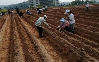 甘蔗如何种植,要做到适时施肥、适量施肥