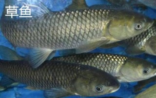 酒米打窝要提前多长时间，春秋季节可提前半小时