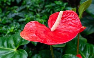 红掌的养殖方法,适宜生长的温度在20-25℃