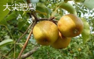 辽宁省鞍山市水果特产,别称钢都、玉都