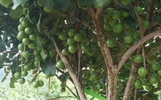 怎么栽培夏威夷果，干旱时坚持每天浇水1-2次