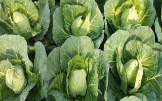 甘蓝属于哪个季节的蔬菜，一般在春季3-4月份收获