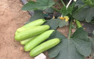 大棚西葫芦化瓜是什么原因，可能是授粉不良所致