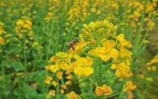 一亩油菜花能放几箱蜂,通常3亩养一箱蜂