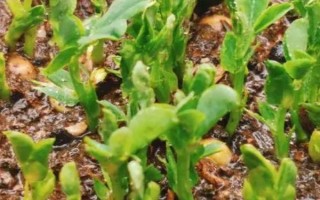 豆苗适合长在哪种土壤中，选择通气良好的沙壤土里比较好