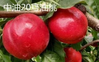 中油16号油桃的价格，具体售价因地而异