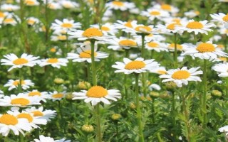 白晶菊如何养殖，每半个月施肥一次