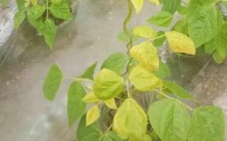 芸豆黄叶的原因，可能是水量过多未及时排水导致