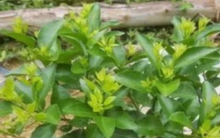 徒长枝的识别方式，主要表现是节间长、叶片大等