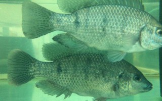 鱼类怎样繁殖下一代，一般通过卵生或卵胎生的方式