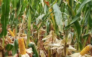 郑黄糯2号玉米种子特点