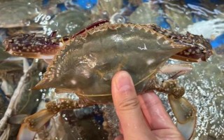 梭子蟹的养殖温度，适宜温度为15.5-26℃