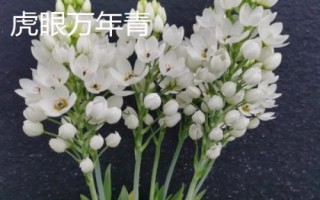 万年青的繁殖方法，可分株、扦插或者播种繁殖