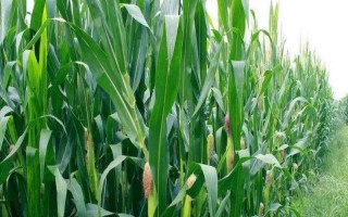 隆迪519玉米种子特征特性，适宜密度为4000株/亩