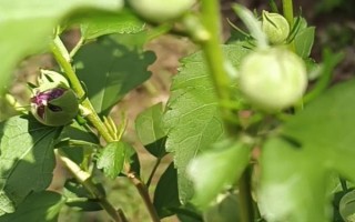 家里可以养木槿花吗，家里不适合养木槿花