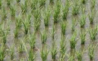 锦城优4245水稻种子介绍,该品种基部叶叶鞘绿色