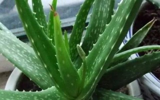 哪些植物晚上会释放氧气，包括虎皮兰、芦荟、长寿花等品种