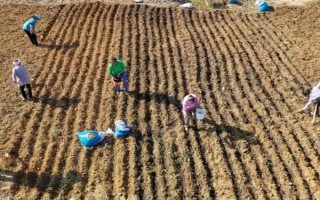 冬小麦半精量播种方法，造墒后按照3-5厘米的深度进行机播