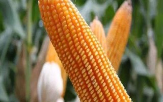神农美玉88玉米品种简介,中抗小斑病