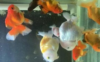 兰寿鱼的养殖方法，要定期换水