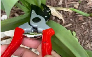 盆栽郁金香能不能在室外过冬，种球可以忍耐-35℃的低温