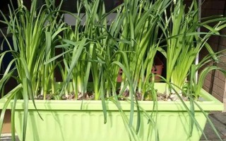 用塑料盆种菜有没有毒，蔬菜的根系无法吸收其中的有毒物质