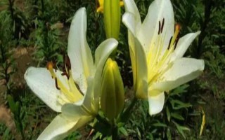 恋爱期间适合送什么花，可选择百合、玫瑰、勿忘我等品种