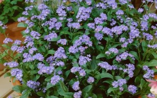 勿忘我的盆栽方法，开花前追施磷钾肥可促进花朵开放