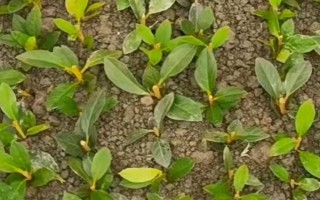 迎红杜鹃怎么繁殖，以种子繁殖、扦插繁殖、嫩枝繁殖为主